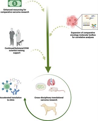 Naturally occurring canine sarcomas: Bridging the gap from mouse models to human patients through cross-disciplinary research partnerships